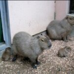 須坂市動物園カピバラ