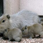 須坂市動物園カピバラ