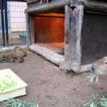 須坂市動物園カピバラ