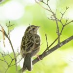 須坂アートパークの野鳥