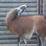 ラマのココア