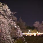 鶴舞公園のしだれ桜