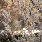 鶴舞公園の桜