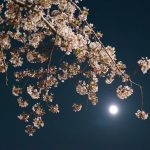 鶴舞公園の桜と月