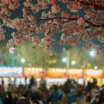 鶴舞公園の桜と屋台