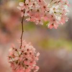 鶴舞公園の桜