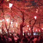 鶴舞公園の桜とお花見