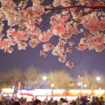鶴舞公園の桜と屋台