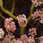 鶴舞公園の桜