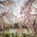 於大公園の桜