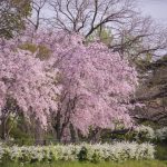 於大公園の桜