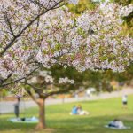 於大公園の桜