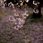 於大公園の桜
