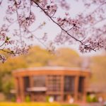 於大公園の桜とこのはな館