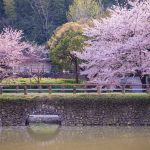 於大公園の桜