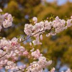 於大公園の桜