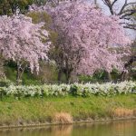 於大公園の桜