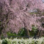 於大公園の桜