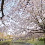 於大公園の桜