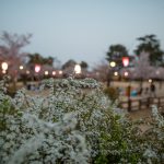 雁宿公園の花