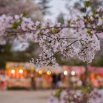 雁宿公園の桜と屋台