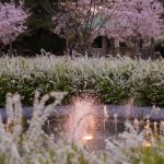 雁宿公園の桜と噴水
