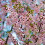 雁宿公園の桜