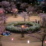 雁宿公園の桜