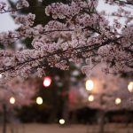 雁宿公園の桜