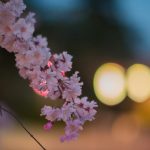 雁宿公園の桜