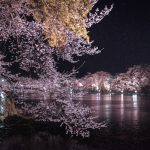 臥竜公園の夜桜