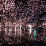 臥竜公園の夜桜