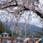 臥竜公園の桜