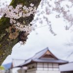 臥竜公園の桜