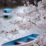 臥竜公園の桜