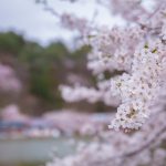 臥竜公園の桜