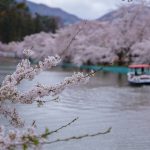 臥竜公園の桜