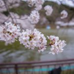 須坂市臥竜公園の桜