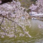 臥竜公園の桜