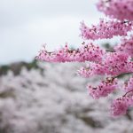 臥竜公園の桜