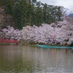 臥竜公園の桜