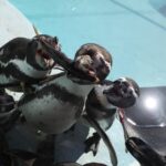 ペンギン