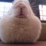 ウサギ