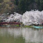 臥竜公園弁天橋と桜