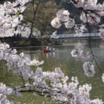 臥竜公園のボートと桜