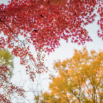 揚輝荘のもみじとイチョウ