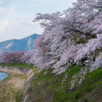 須坂市の桜並木