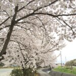須坂温泉前の桜