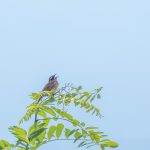 須坂市百々川緑地の野鳥