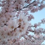 臥竜公園周辺の桜